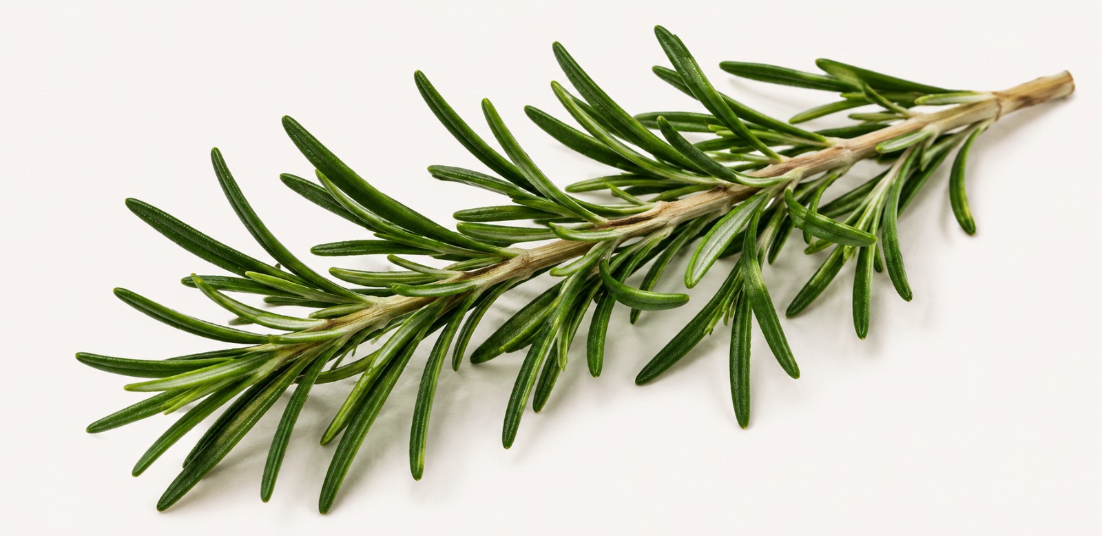 Fresh rosemary used as a botanical hair care ingredient